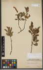 Foto von Salix waldsteiniana Willd.